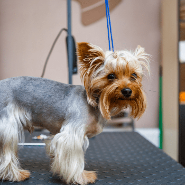 7 Common Dog Haircuts Qc Pet Studies