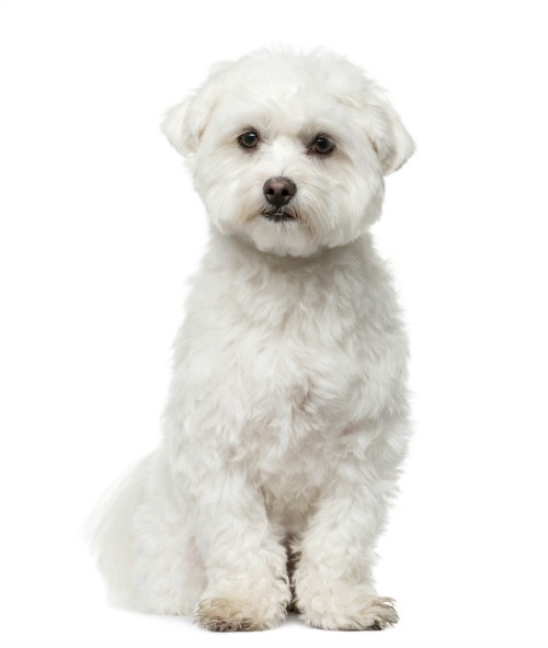 7 Common Dog Haircuts - QC Pet Studies