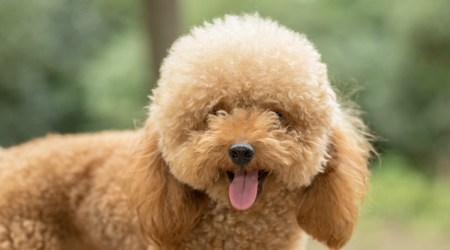 7 Common Dog Haircuts Qc Pet Studies