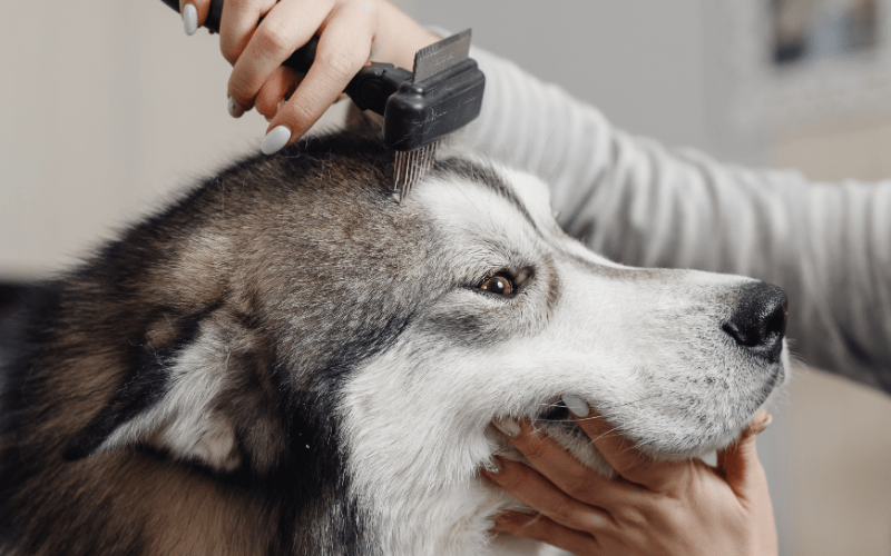 Insurance For Dog Groomers What You Need To Know Qc Pet Studies